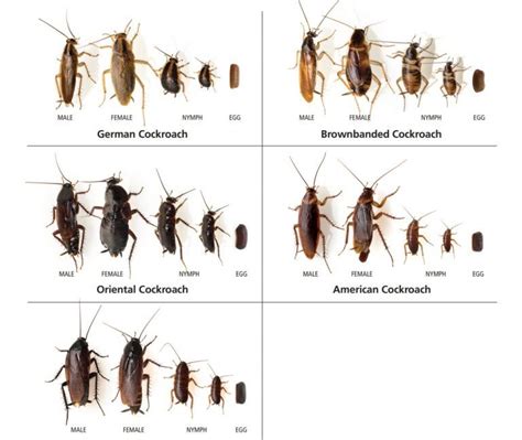 Where do roaches come from. Things To Know About Where do roaches come from. 